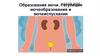 Образование мочи. Регуляция мочеобразования и мочеиспускания