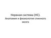 Нервная система (НС). Анатомия и физиология спинного мозга