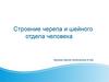 Строение черепа и шейного отдела человека