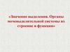 Значение выделения. Органы мочевыделительной системы их строение и функции