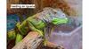 Feeding an iguana