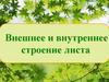 Внешнее и внутреннее строение листа