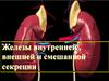 Железы внутренней, внешней и смешанной секреции