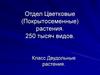 Отдел Цветковые (Покрытосеменные) растения