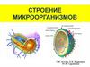 Строение микроорганизмов