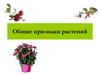Общие признаки растений