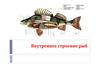 Внутреннее строение рыб