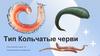 Тип Кольчатые черви
