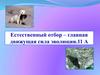 Естественный отбор  (11 класс)