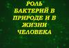 Роль бактерий в природе и в жизни человека