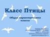 Класс Птицы