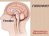 Гипофиз. Гипоталамо - гипофизарная система