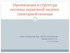 Организация и структура системы первичной медико- санитарной помощи