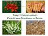 Класс Однодольные. Семейства Лилейные и Злаки