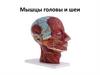 Мышцы головы и шеи