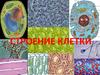 Строение клетки. Клетки животных