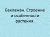 Баклажан. Строение и особенности растения