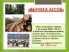 Вырубка лесов