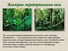 Влажные экваториальные леса