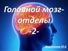 Головной мозг. Часть 2