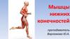 Мышцы нижних конечностей