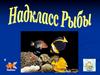 Надкласс Рыбы