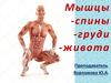 Мышцы спины, груди, живота