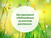 Эксперимент «Наблюдение за ростом растений»