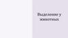 Выделение у животных
