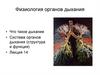Физиология органов дыхания