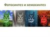Фотосинтез и хемосинтез