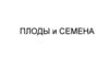 Плоды и семена