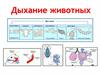 Дыхание животных. Основная функция дыхательной системы