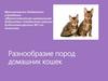 Разнообразие пород домашних кошек