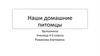 Наши домашние питомцы