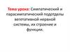 Симпатический и парасимпатический подотделы вегетативной нервной системы, их строение и функции