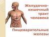 Желудочно - кишечный тракт человека. Пищеварительные железы