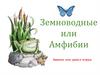 Земноводные или Амфибии