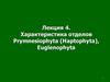 Характеристика отделов Prymnesiophyta (Haptophyta), Euglenophyta