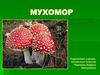 Мухомор. Почему мухомор назвали «мухомором»?