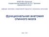 Функциональная анатомия спинного мозга
