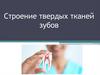 Строение твердых тканей зубов