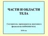 Части и области тела