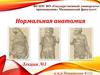 Нормальная анатомия