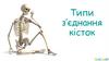 Типи з’єднання кісток