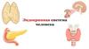 Эндокринная система человека. Железы