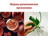 Формы размножения организмов
