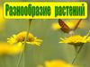 Разнообразие растений