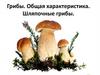 Грибы. Общая характеристика. Шляпочные грибы