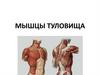 Мышцы туловища